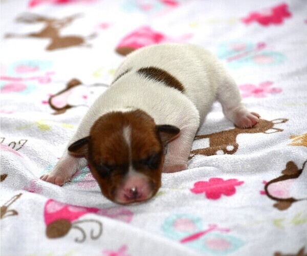 Medium Photo #2  Breeder Profile in PETERSBURG, PA, USA