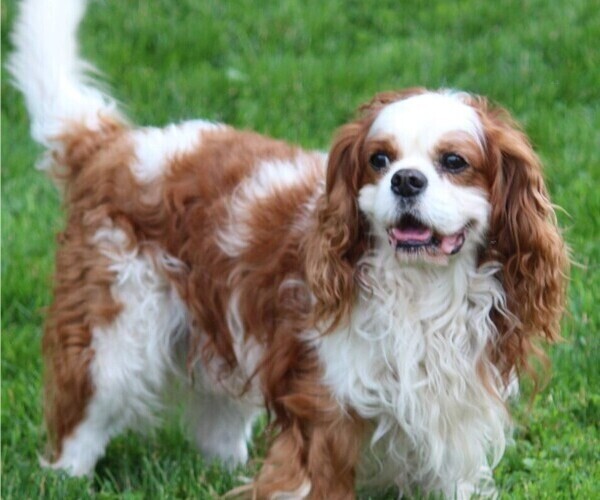 Medium Photo #1  Breeder Profile in GRINNELL, IA, USA