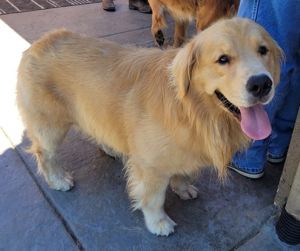 Medium Photo #6  Breeder Profile in WILLOWS, CA, USA