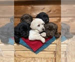 Small Photo #1  Breeder Profile in DOWNING, WI, USA