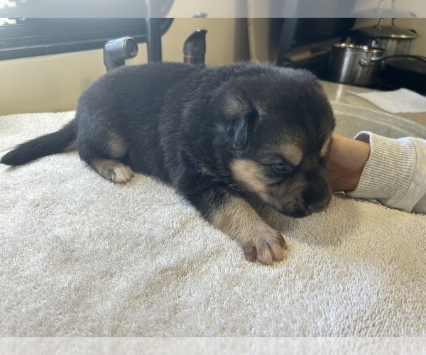 Medium Photo #36  Breeder Profile in DEMING, WA, USA