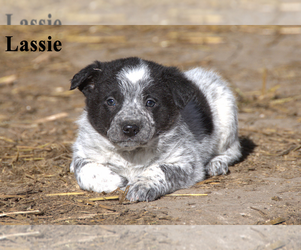 Medium Photo #24  Breeder Profile in CLARE, MI, USA