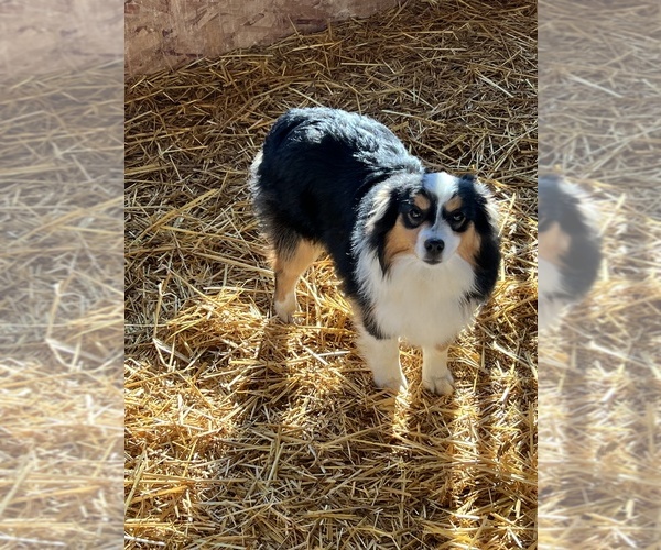 Medium Photo #12  Breeder Profile in BAKER CITY, OR, USA