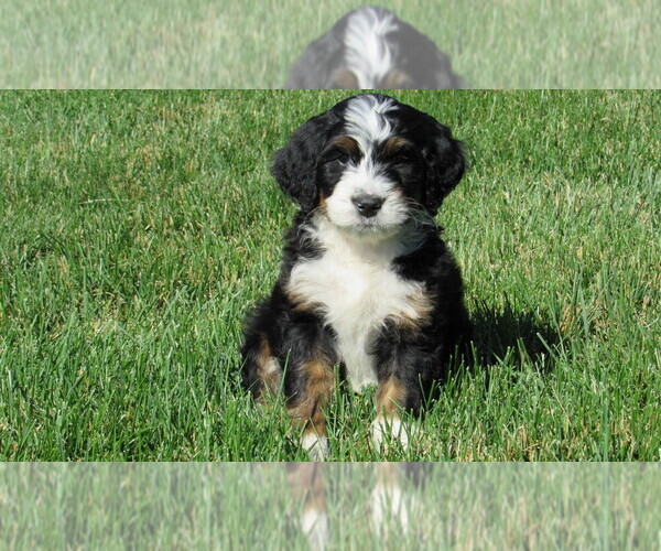 Medium Photo #2  Breeder Profile in BIG ROCK, IL, USA