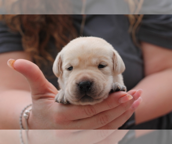 Medium Photo #1  Breeder Profile in WEST PALM BEACH, FL, USA