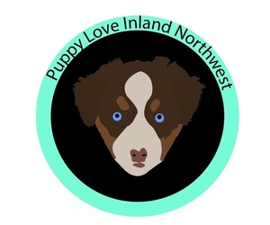 Poodle (Standard) Dog Breeder in POST FALLS,  USA