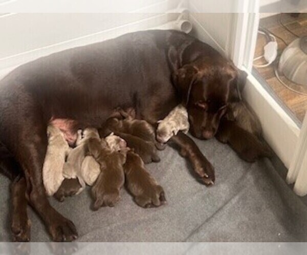 Medium Photo #2  Breeder Profile in GARNER, NC, USA