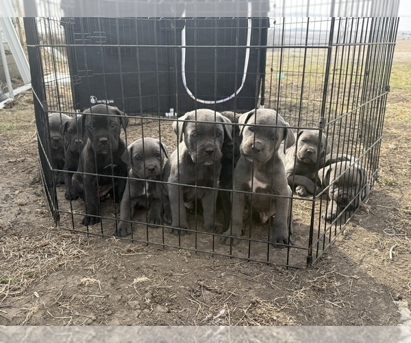 Medium Photo #2  Breeder Profile in STUART, IA, USA