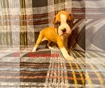 Small #4 Breeder Profile image