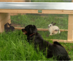 Small #4 Breeder Profile image
