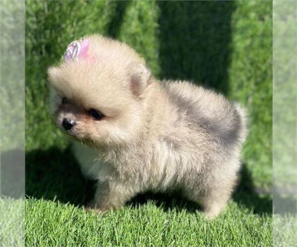 Medium Photo #3  Breeder Profile in WEST PALM BEACH, FL, USA
