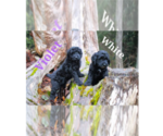 Small breeder photo