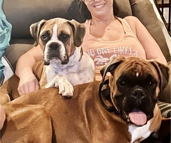 Medium Photo #1  Breeder Profile in CITRUS HEIGHTS, CA, USA