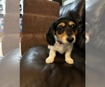 Small #1 Breeder Profile image