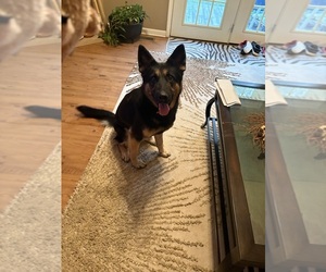 German Shepherd Dog Dog Breeder near SEAGROVE, NC, USA
