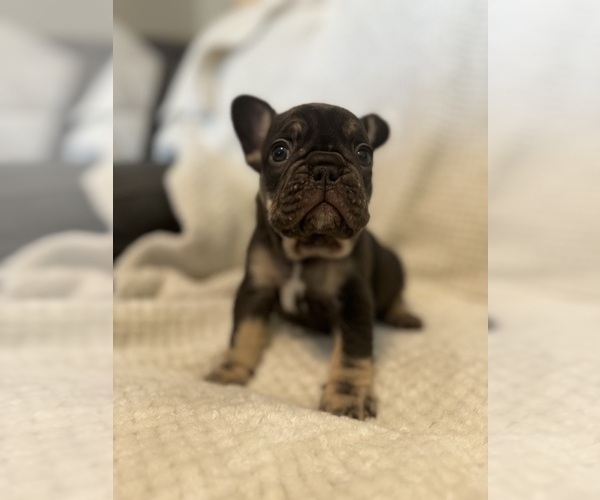 Medium Photo #8  Breeder Profile in JEFFERSONVILLE, IN, USA