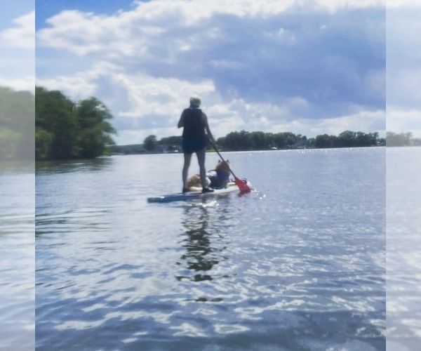 Medium Photo #97  Breeder Profile in FREDERICK, MD, USA