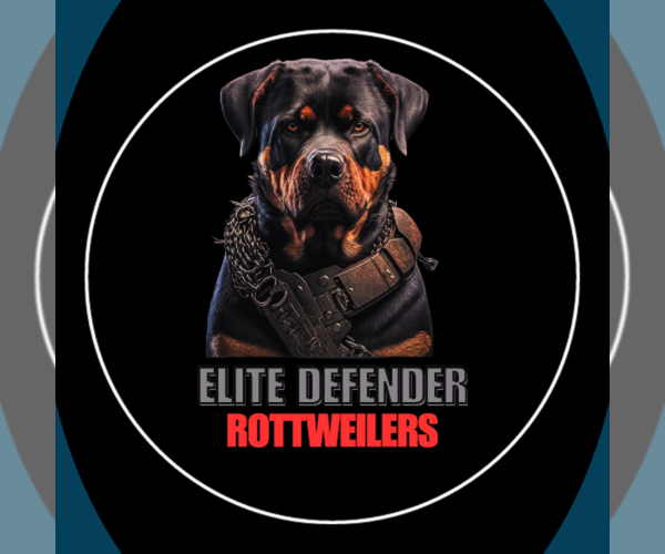 Medium Photo #1  Breeder Profile in MCLEANSVILLE, NC, USA
