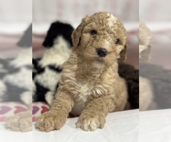 Medium Photo #8  Breeder Profile in MUNCIE, IN, USA