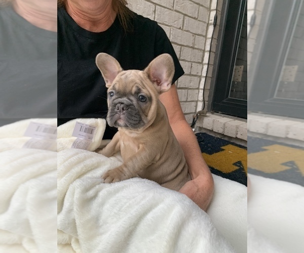 Medium Photo #3  Breeder Profile in CLAY, MI, USA