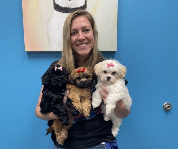 Medium Photo #1  Breeder Profile in JACKSONVILLE, FL, USA