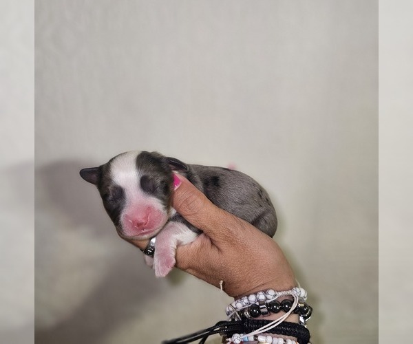 Medium Photo #6  Breeder Profile in DECATUR, IL, USA
