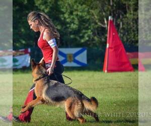 German Shepherd Dog Dog Breeder near ALICE, TX, USA