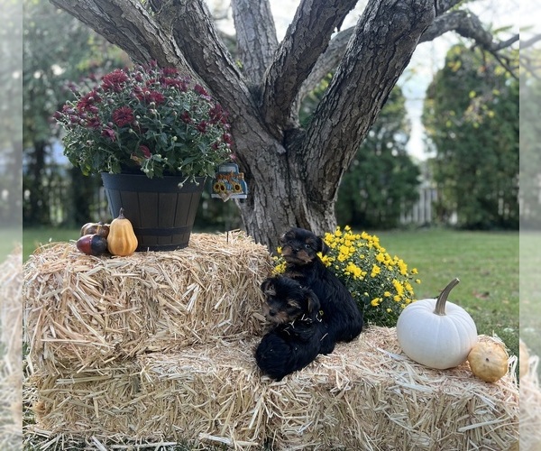 Medium Photo #1  Breeder Profile in SOUTH BEND, IN, USA