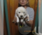 Small Photo #10  Breeder Profile in NORTHWOOD, OH, USA