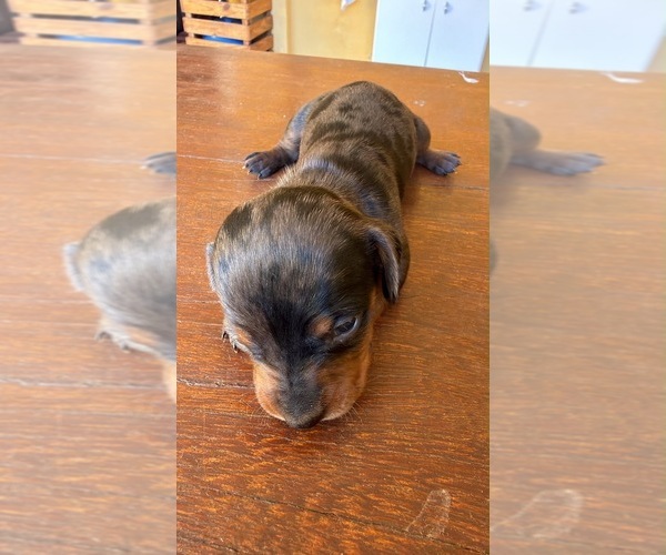 Medium Photo #5  Breeder Profile in ANDOVER, MA, USA