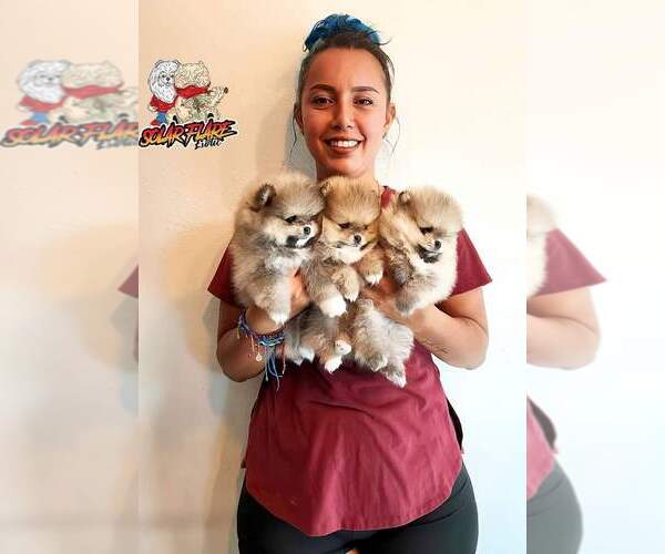 Medium Photo #1  Breeder Profile in ALISO VIEJO, CA, USA