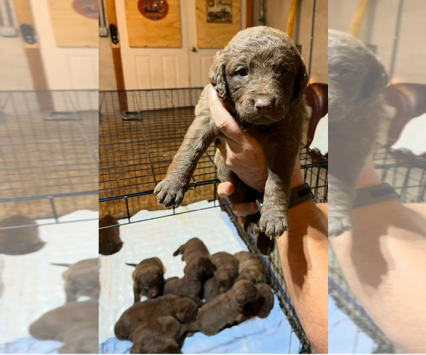 Medium Photo #11  Breeder Profile in FLOYD, VA, USA