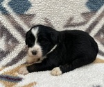 Small #4 Breeder Profile image