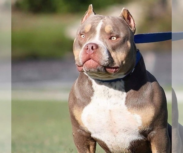 Medium Photo #1  Breeder Profile in ARLINGTON, TX, USA