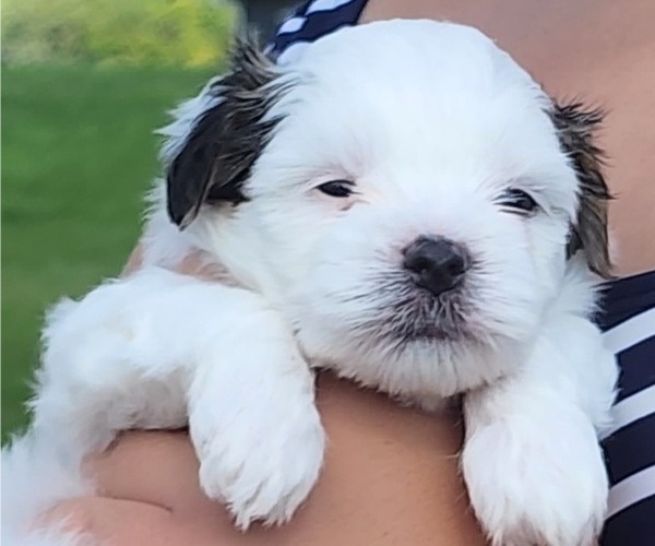 Medium Photo #3  Breeder Profile in FARMINGTON, MN, USA
