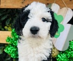 Small #12 Breeder Profile image