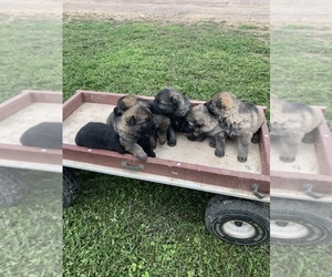 Main photo of German Shepherd Dog Dog Breeder near NEILLSVILLE, WI, USA