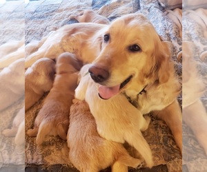 Golden Retriever Dog Breeder near DICKSON, TN, USA