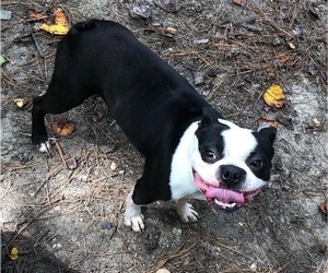 Boston Terrier Dog Breeder in NEWBURY,  USA