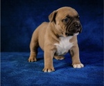Small #11 Breeder Profile image