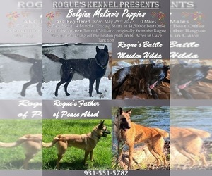 Belgian Malinois Dog Breeder in CAVE JUNCTION,  USA