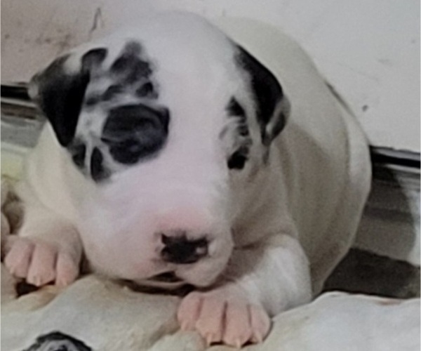 Medium Photo #1  Breeder Profile in BATTLE GROUND, WA, USA
