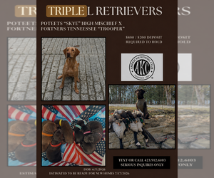 Labrador Retriever Dog Breeder near SPEEDWELL, TN, USA