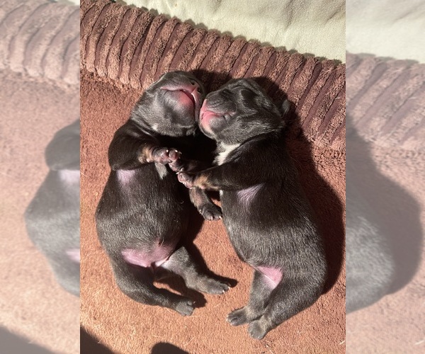 Medium Photo #2  Breeder Profile in CEDAR HILL, TX, USA