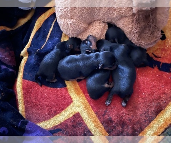 Medium Photo #2  Breeder Profile in WOODBRIDGE, VA, USA