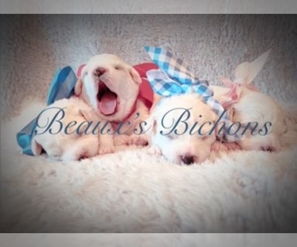 Medium Photo #1  Breeder Profile in SUGAR LAND, TX, USA