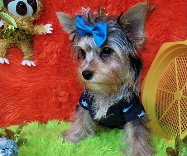 Medium Photo #21  Breeder Profile in HARKER HEIGHTS, TX, USA