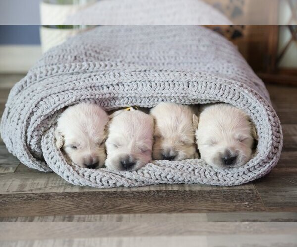 Medium Photo #42  Breeder Profile in URBANA, OH, USA