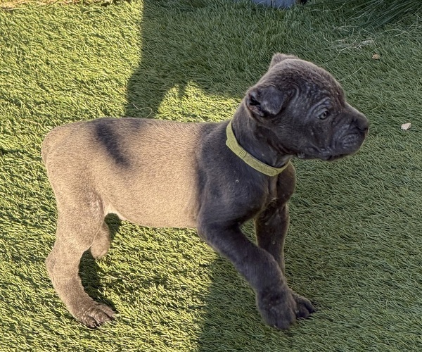 Medium Photo #5  Breeder Profile in JOLIET, IL, USA