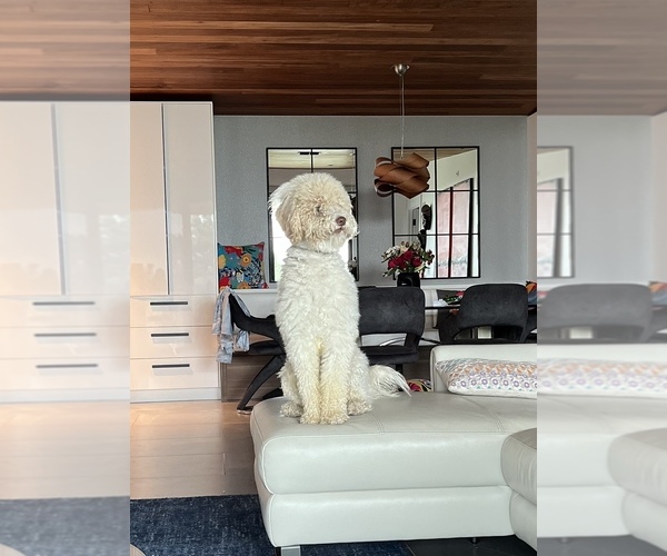 Medium Photo #5  Breeder Profile in MCALLEN, TX, USA